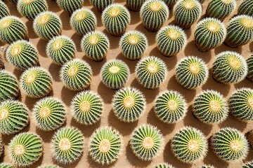 Fototapeta premium Golden Barrel Cactus Garden Tan Soil Pattern Echinocactus grusonii