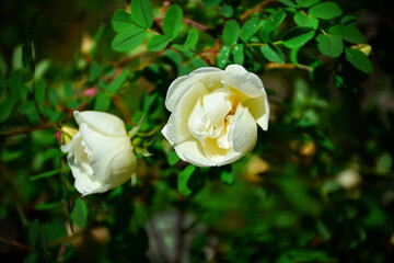 Obraz premium delicate white rose blossoms amongst vibrant green leaves. Floral photography fort floral themed websites, greeting cards, or as a background image for wellness-related content