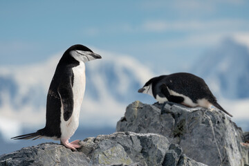 Two Chinstrap Penguins Perched on Rocks, with Nesting Penguin in Background, Antarctica, 