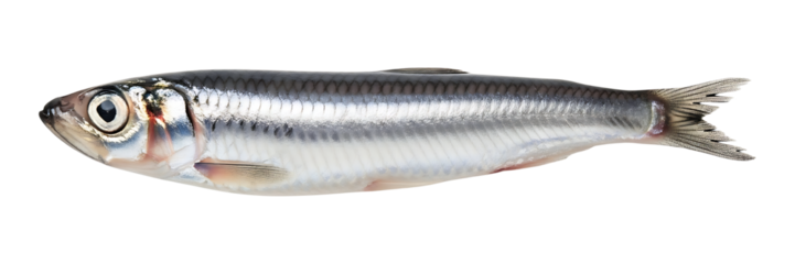 Isolated european anchovy engraulis encrasicolus image for culinary and seafood product visuals on transparent background