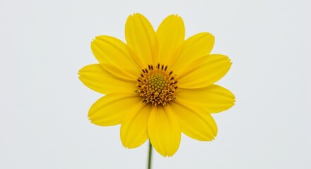 Bright Yellow Flower on White Background - A single, vibrant yellow flower with a dark center, beautifully isolated against a pure white backdrop. Perfect for adding a touch of nature to your designs