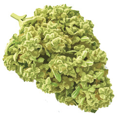 Vector Cannabis Marijuana Dispensary Bud Nug, Cannabis nug