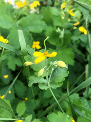 Bright yellow wildflower blooming in lush green grass