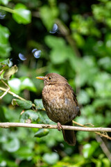 Female Blackbird (Turdus merula) in Dublin, commonly found across Europe in gardens and woodlands