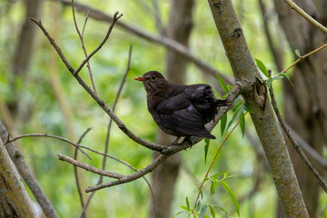 Female Blackbird (Turdus merula) in Dublin, commonly found across Europe in gardens and woodlands