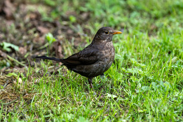 Obraz premium Female Blackbird (Turdus merula) in Dublin, commonly found across Europe in gardens and woodlands