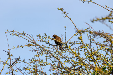 Female Blackbird (Turdus merula) in Dublin, commonly found across Europe in gardens and woodlands