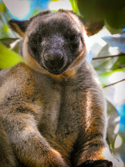 Obraz premium Sleepy Lumholtz's Tree Kangaroo