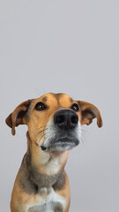 Cute dog portrait looking up with copy space on light background. friendly pet doggy with floppy ears Vertical studio photo for pet advertising, animal adoption campaign, veterinary service