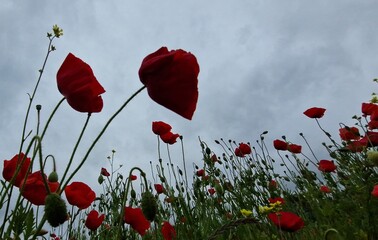 Obraz premium travelling