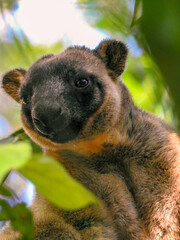Obraz premium Curious Lumholtz's Tree Kangaroo