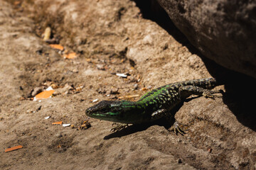 A Mediterranean lizard with vibrant green hues sunbathes on ancient stone in the ruins of Pompeii. Wildlife meets history in this macro photo.