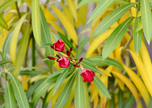 Sick Nerium oleander houseplant with red flowers and yellowing leaves, indicating signs of plant stress in home gardening setting
