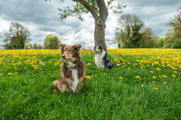 Zwei Hunde sitzen auf einer gelben Löwenzahnwiese