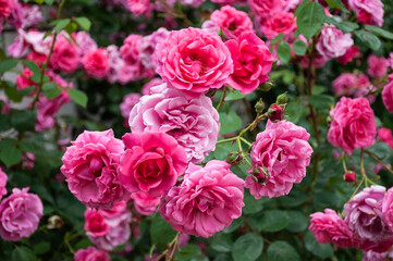 Bright pink roses in full bloom. Pink roses bloom in the garden. Tea rose flowers. Rose bush. Garden rose.