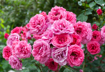 Bright pink roses in full bloom. Pink roses bloom in the garden. Tea rose flowers. Rose bush....