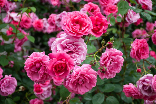 Bright pink roses in full bloom. Pink roses bloom in the garden. Tea rose flowers. Rose bush. Garden rose.