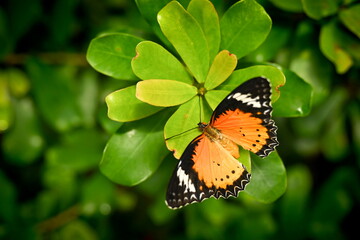Cethosia cyane - large tropical butterfly sitting on a green leaf, beautiful insect in its natural environment,
living wild in South Asia, from India to China or Malaysia.