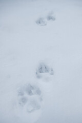 Wolf tracks in the snow
