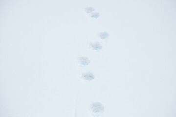 dog tracks in the snow, deep snow, and the tracks of a dog that left