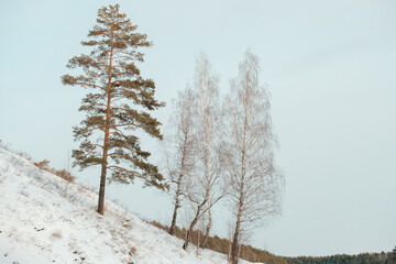 A tree with snow on it is next to another tree