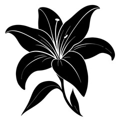 lily flower isolated on white