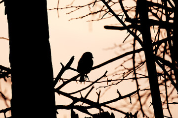 The silhouette of a bird is sitting on a tree branch in the forest