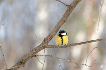 A small bird is perched on a branch in a tree