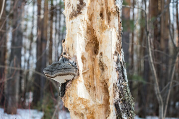 A tree trunk with a mushroom growing out of it