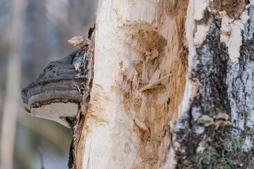 A tree trunk with a mushroom growing out of it