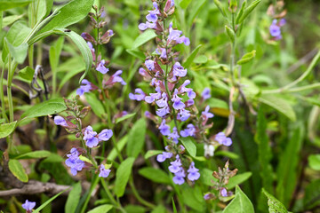 Sage flowers in garden