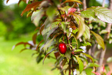 Plum on tree