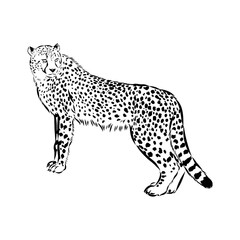cheetah, vector sketch