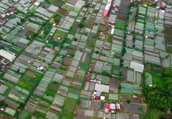 Lush green agricultural landscape of Bali, strawberry farms in Candikuning