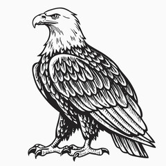 Majestic Bald Eagle Line Art, Black and White Illustration