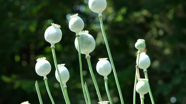 Schlafmohn Pflanzen im Garten, euphorisierende und schmerzlindernde beruhigende Wirkung bei Konsum, der Schlaf-Mohn macht s&uuml;chtig, Morphin