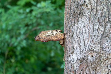 A large tree fungus grows sideways from the bark. The rough texture of the trunk creates a strong contrast.