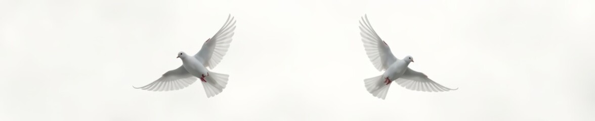Pair of graceful flying doves with outstretched wings on white, graceful, peace symbol, purity