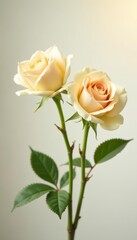 Obraz premium Pair of two delicate beige roses in soft high key background, petals, flowers