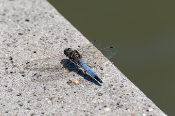 A dragonfly rests on a rough stone surface. Its transparent wings shimmer in the sunlight.
