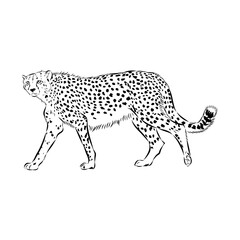 cheetah, vector sketch