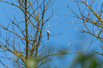 A small bird sits on a dry branch against a blue sky. High-contrast nature shot.