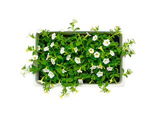 White Petunia Blooms in Rectangular Planter A Top-Down View of Lush Greenery