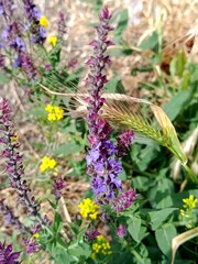 Lavender, beautiful nature