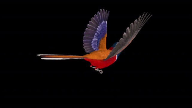 Colorful South Asian Bird - Red Naped Trogon - Flying Loop - Back Angle Close Up - Alpha Channel - Realistic naturalistic Full HD 3D animation isolated on transparent background
