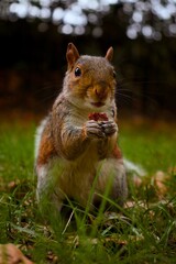 A Squirrel Nibbling on a Nut