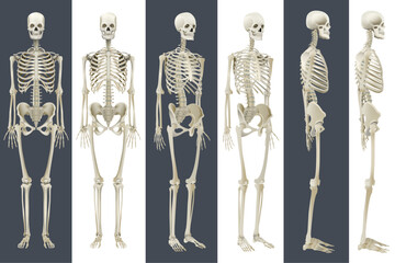 Human Skeleton Anatomy Turnaround, Printable human skeleton diagram