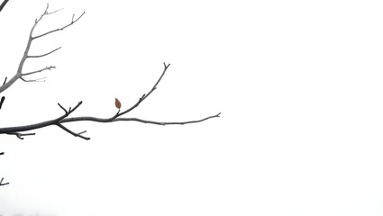 Single brown leaf on bare branch against white sky