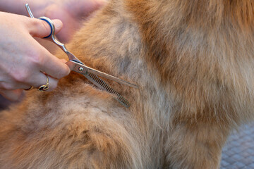 Scissors cut an animal's fur during grooming. Close-up of the hand and the thick fur.