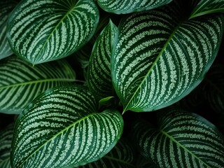 Elegant Calathea Zebrina Leaf Pattern
